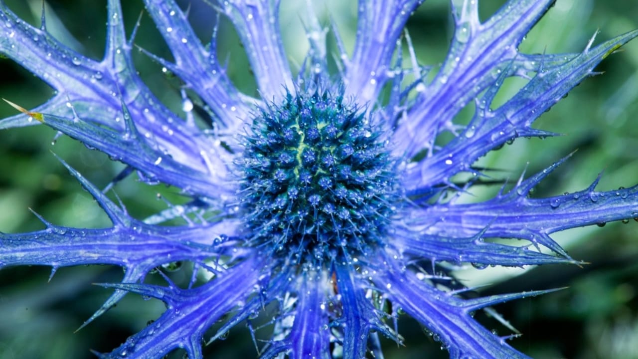 A Spiky Blue Beauty That Brings Color to Your Border Garden - Sea Holly ss2324863437