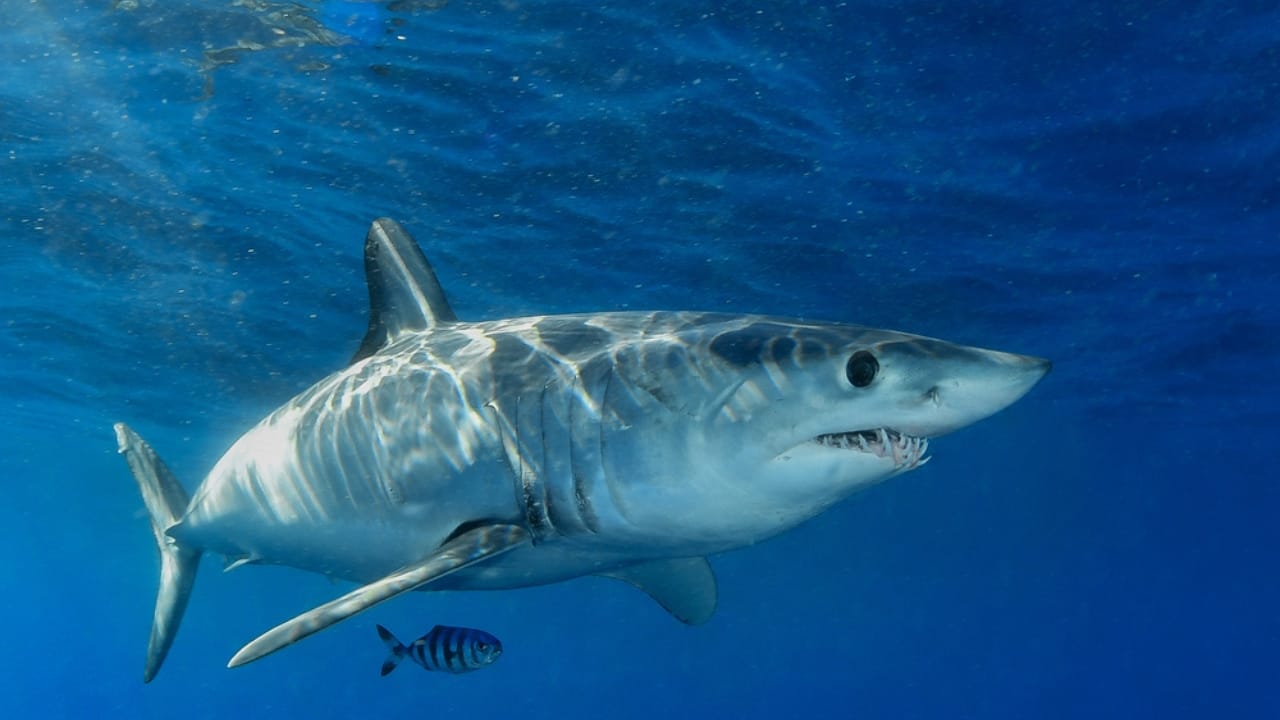 The 10 Most Dangerous Sharks Lurking in Our Oceans - Shortfin Mako Shark ss1842945553