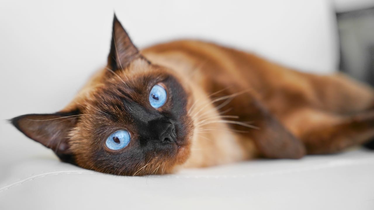 16 of The Most Eye-Catching Brown Cat Breeds - Siamese cat ss2364470479