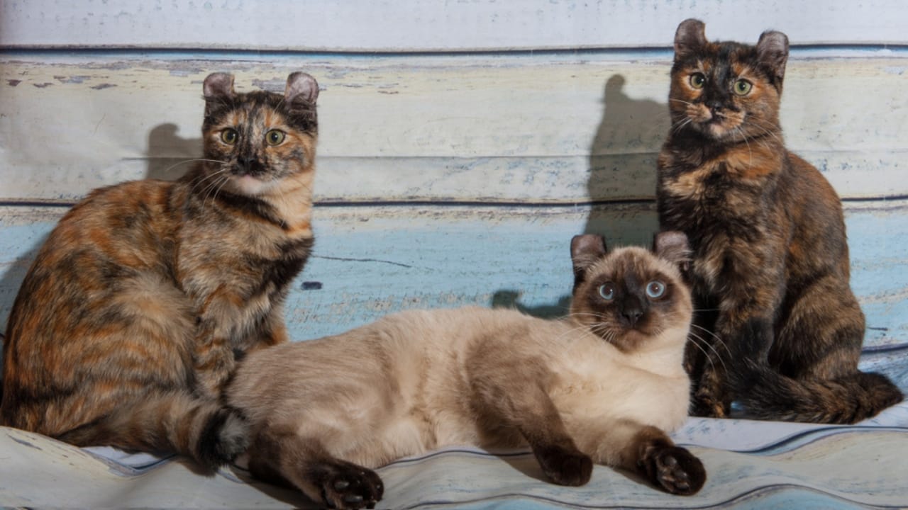 Curled Ears, Straight-Up Charm, The American Curl Might Be Your Purrfect Match - Siamese color American curl cat ss1584727294