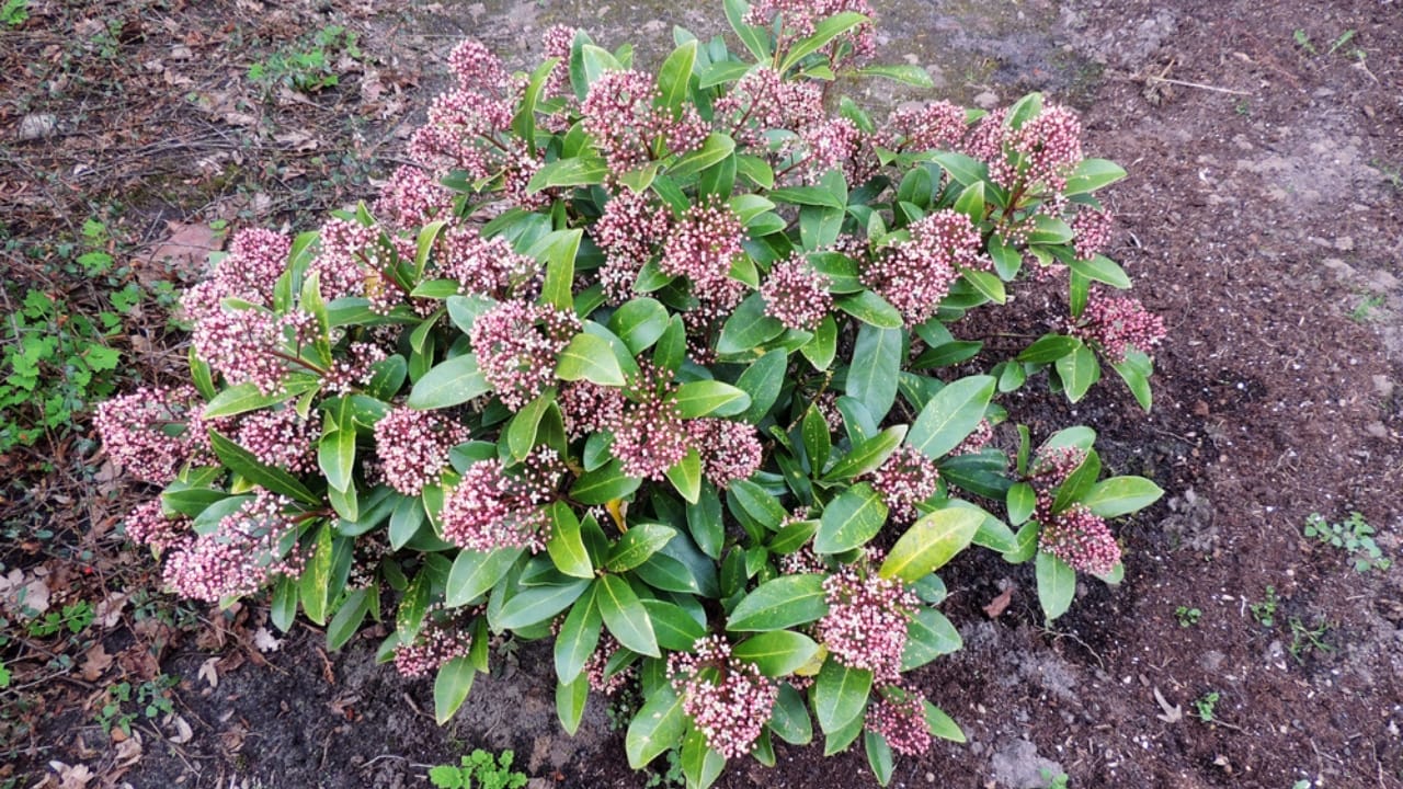 12 Shade-Loving Shrubs That Burst into Bloom During Fall & Winter - Skimmia japonica dp263365684
