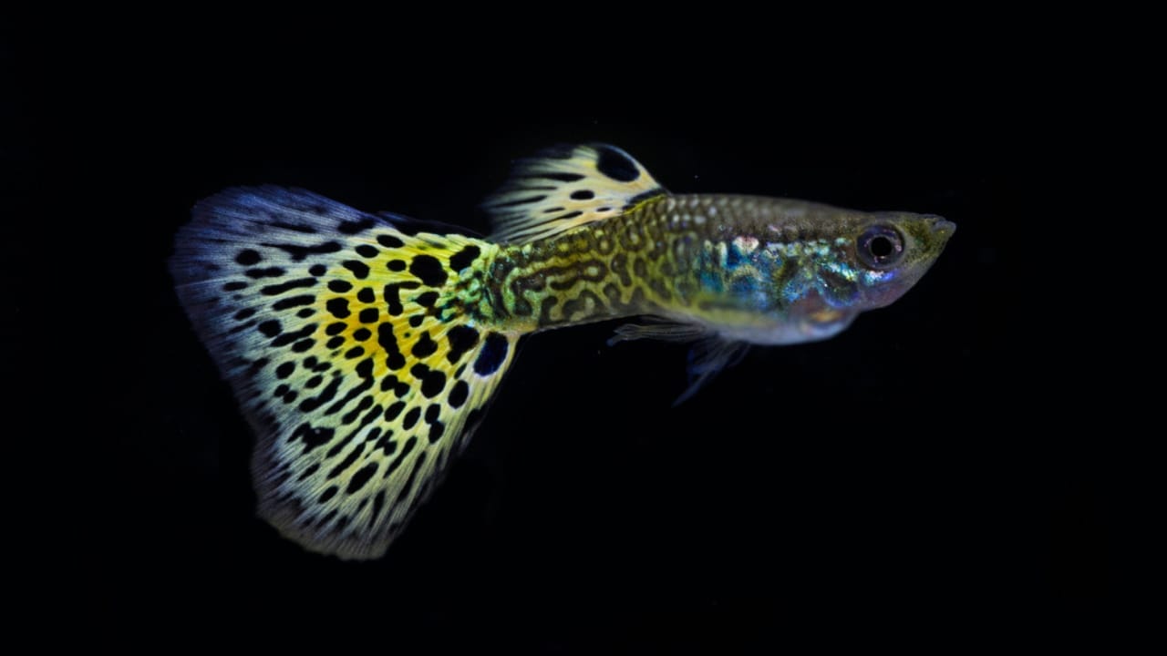 15 Beautiful Guppy Varieties to Brighten Your Aquarium - Snakeskin Guppies ss1743302267