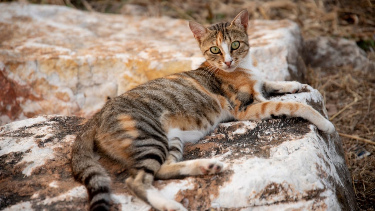 15 of the World's Rarest & Most Exotic Cat Breeds - Sokoke cat ss2013896003