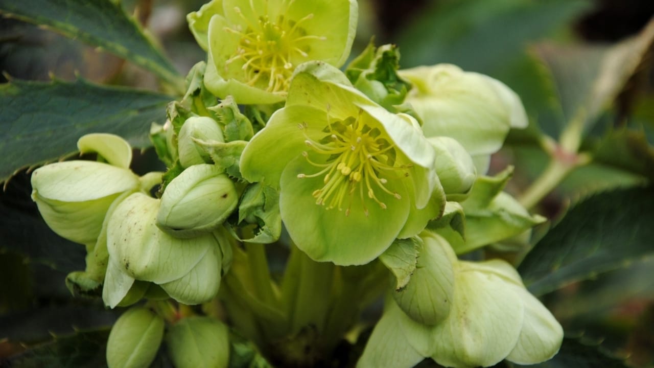 15 Beautiful but Smelly Plants That Could Be Stinking Up Your Yard - Stinking Hellebore ss2120596673