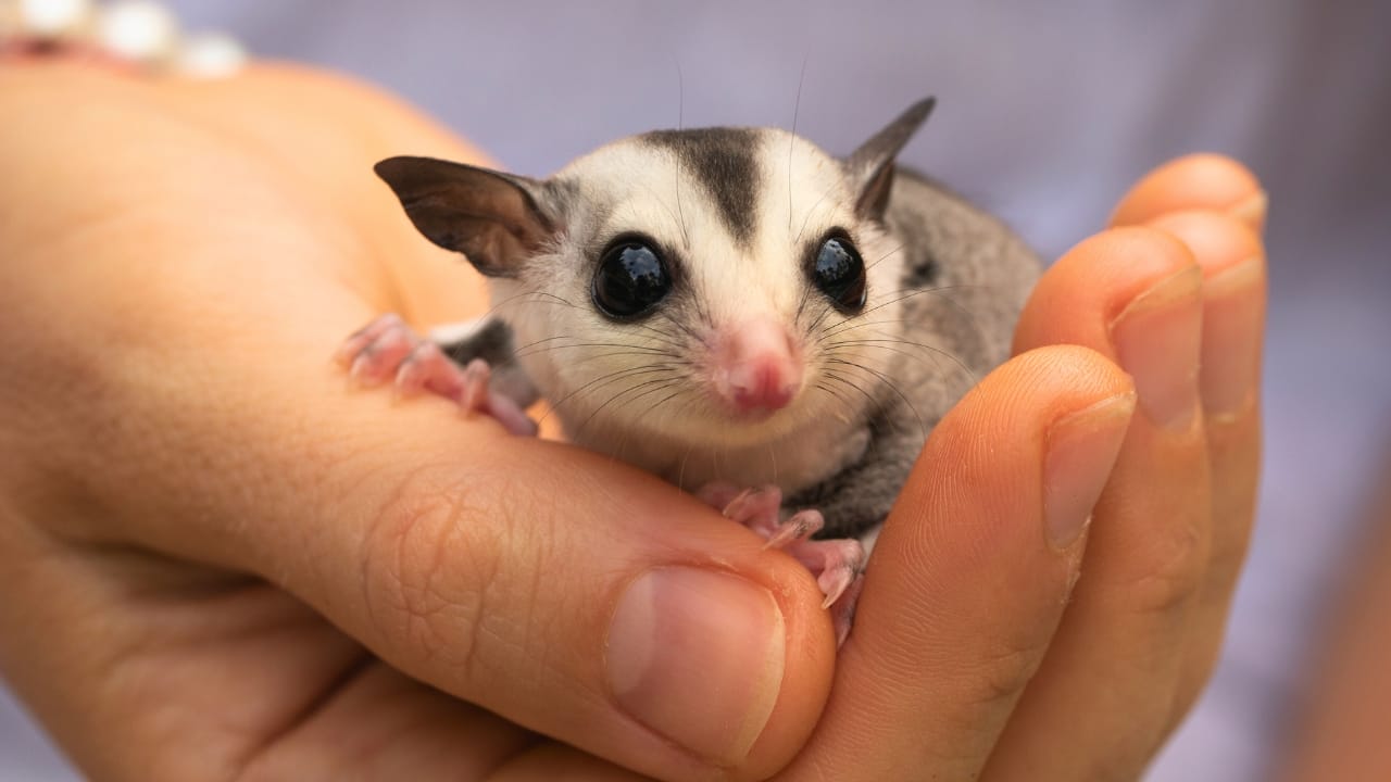 The 15 Best Exotic Pets You Can Have at Home - Sugar Glider ss2072697956