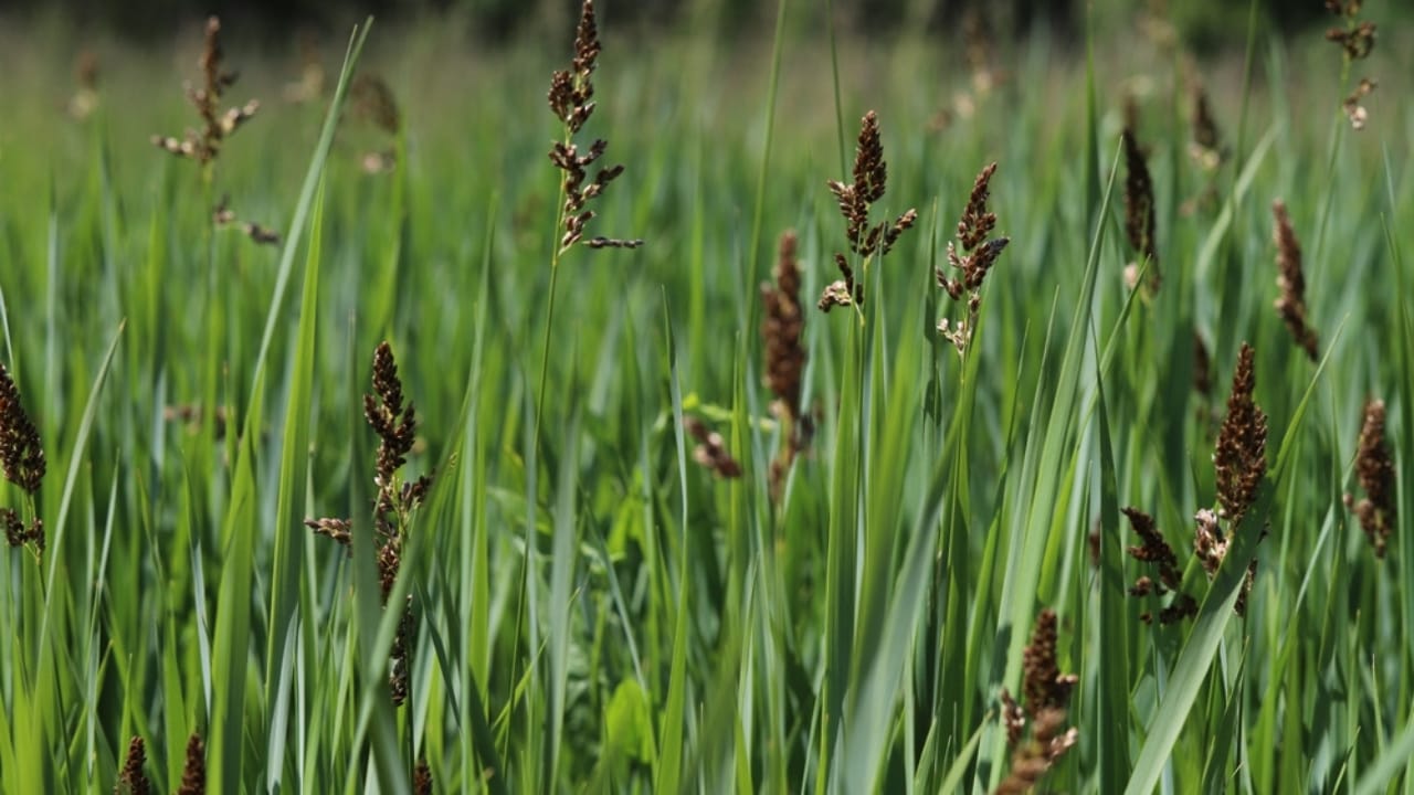 13 Plants with Deep Spiritual Meaning in Native American Cultures - Sweetgrass or Hierochloe odorata ss2437280409