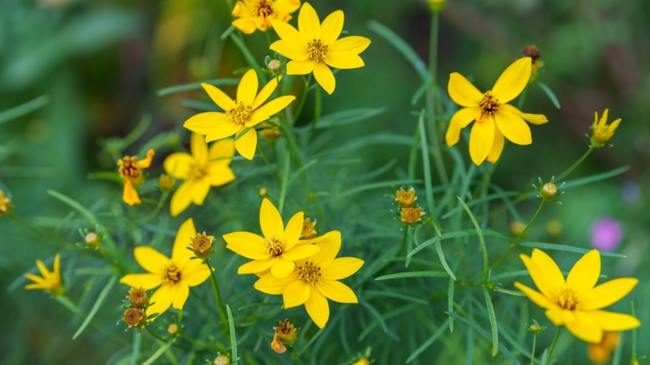 15 Heat Hardy Flowers That Thrive in Scorching Weather - Threadleaf Coreopsis ss2487369587