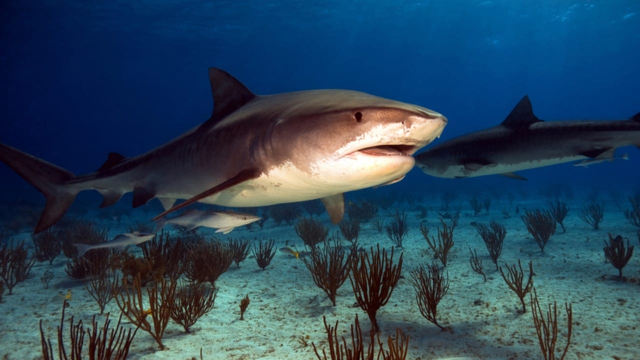 The 10 Most Dangerous Sharks Lurking in Our Oceans - Tiger Shark dp2603369