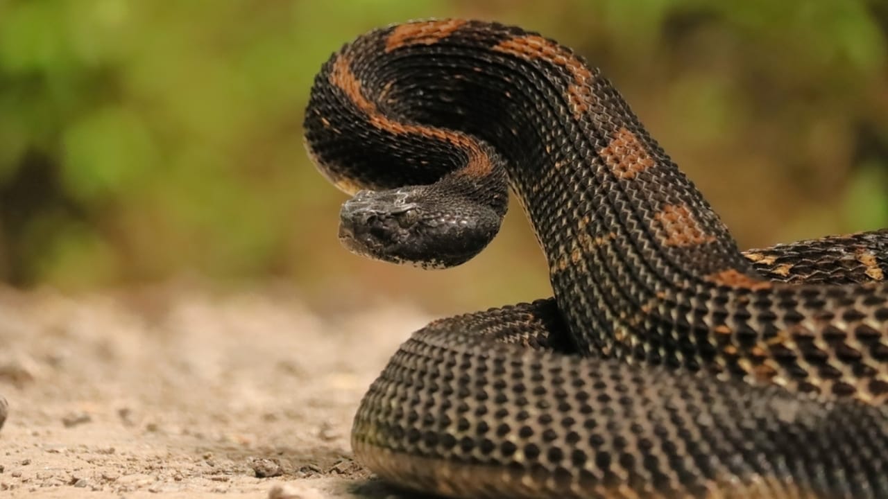 10 Rarely Discussed Facts About Timber Rattlesnakes That are Hard to Forget - Timber rattlesnake ss2497645945