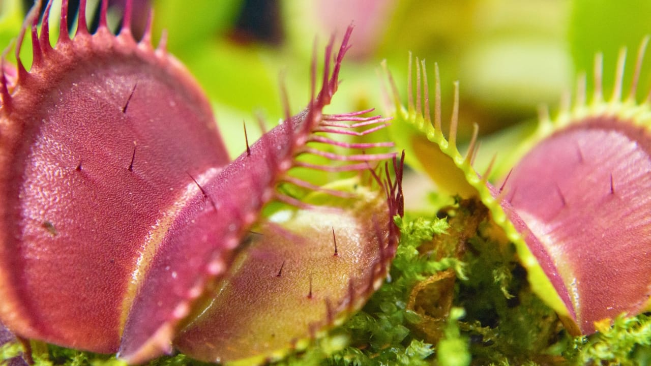 Man-Eating Plants: The Twisted Journey from Fiction to Fascination - Venus Flytrap plant ss1535599619