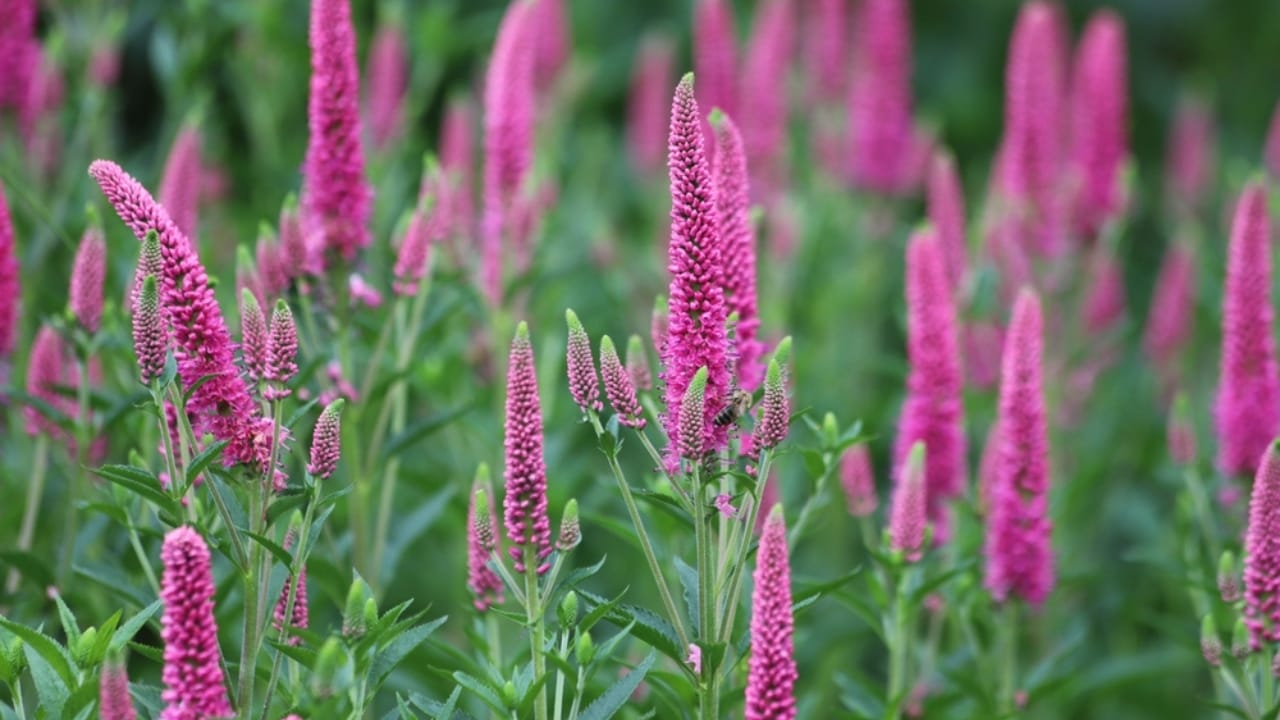 Say Goodbye to Dull Gardens: 22 Perennials That Bloom All Season Long - Veronica ss2326726529