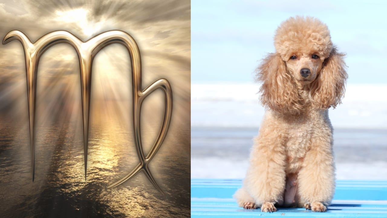 The Best Pets for Each Zodiac Sign: Your Perfect Companion - Virgo Symbol dp148425085 Miniature Poodle dp22422001