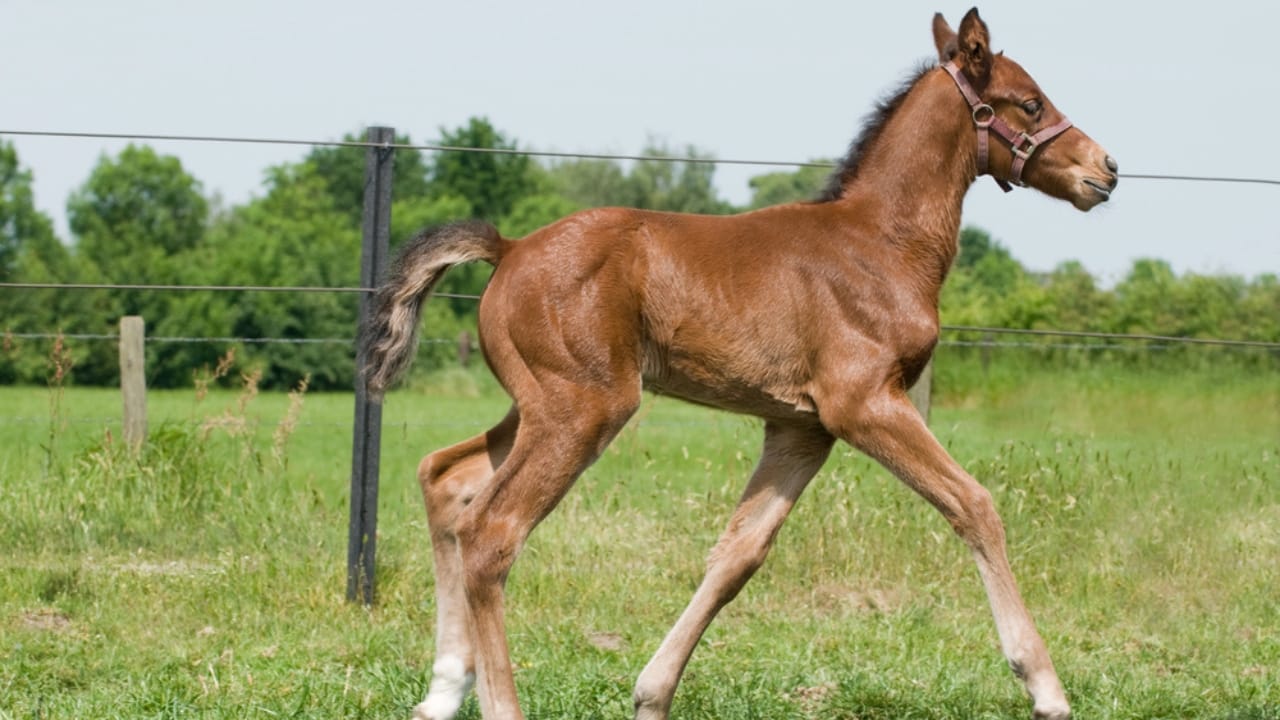 50+ Horse Terms & Slang Every Equestrian Should Know - Weanling foul dp5919951