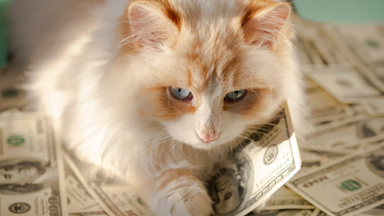 15 Expensive Cat Breeds That Will Make Your Wallet Meow - White Fluffy cat ss1926933458