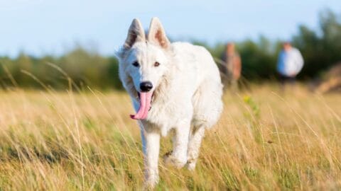 The White German Shepherd Controversy: Separating Fact from Fiction