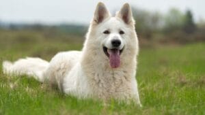 The White German Shepherd Controversy: Separating Fact from Fiction