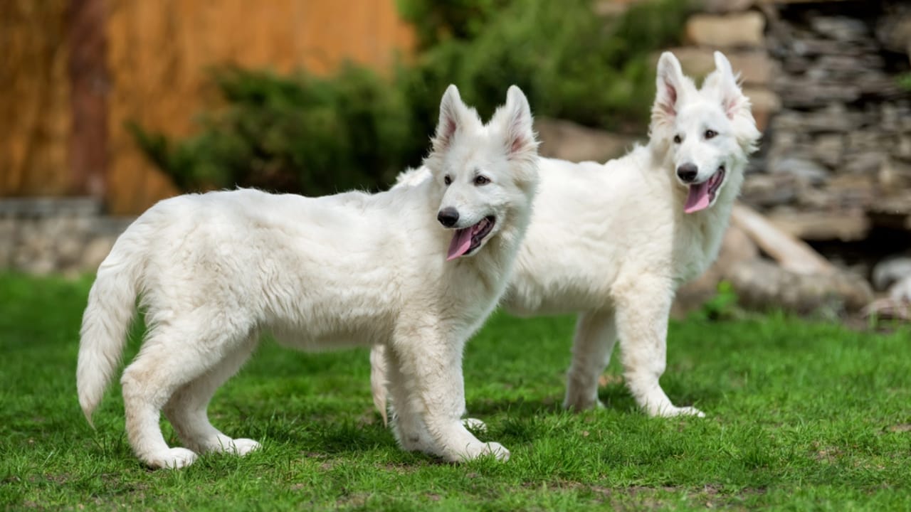The White German Shepherd Controversy: Separating Fact from Fiction - White German Shepherd dp193104812