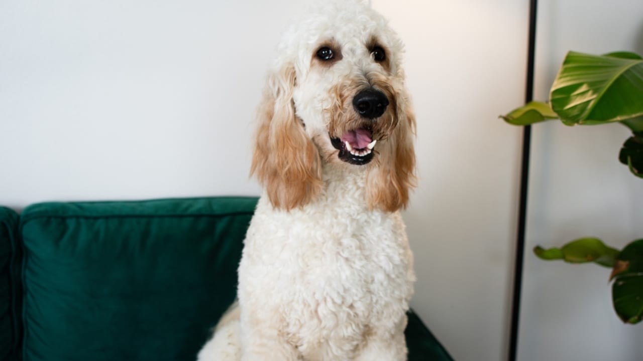 10 Goldendoodle Health Issues That Could Make You Rethink Your Decision - White dog goldendoodle ss2493338209