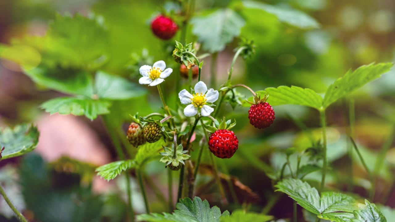 15 Bee-Friendly Ground Covers to Attract Pollinators & Hummingbirds - Wild Strawberry ss1777478015