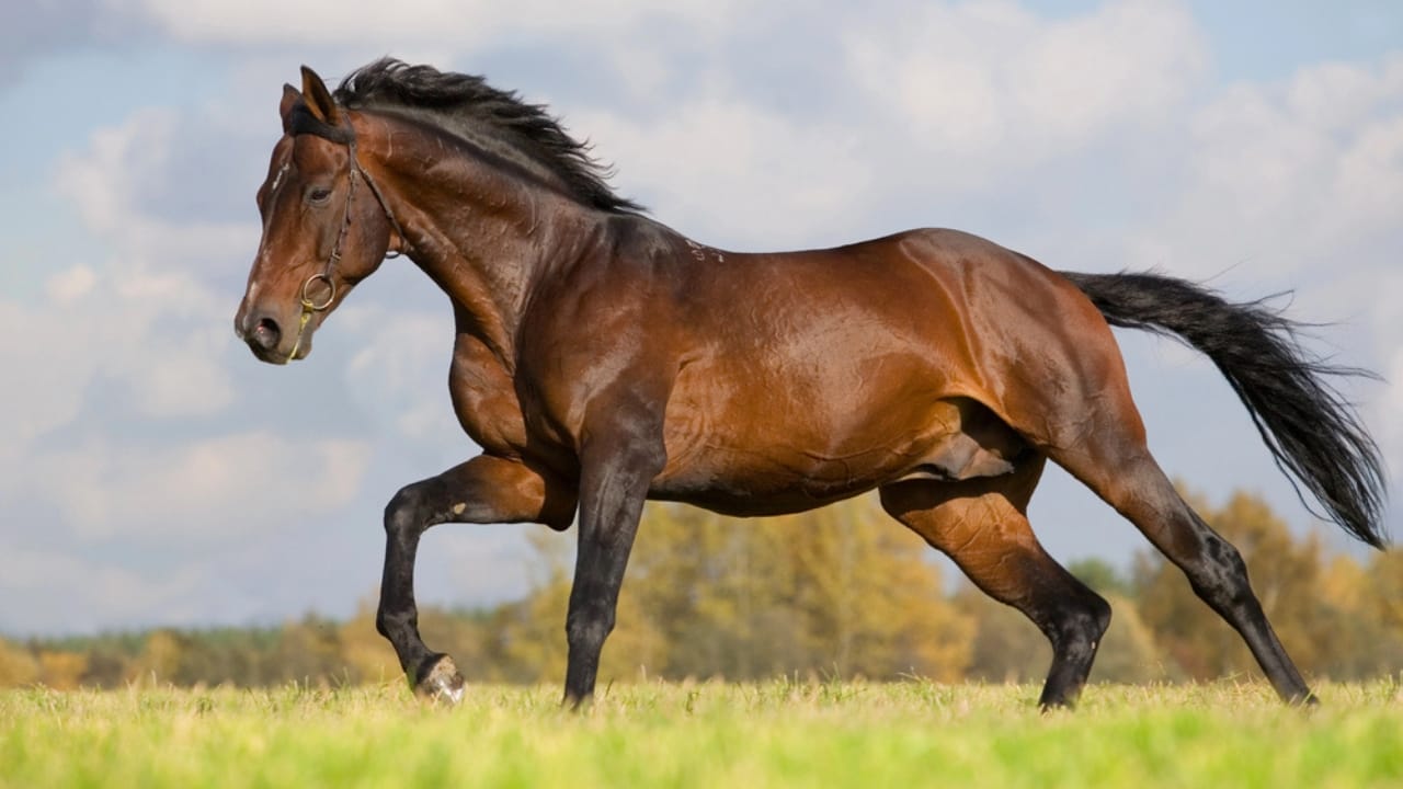 50+ Horse Terms & Slang Every Equestrian Should Know - Withers horse dp1548922