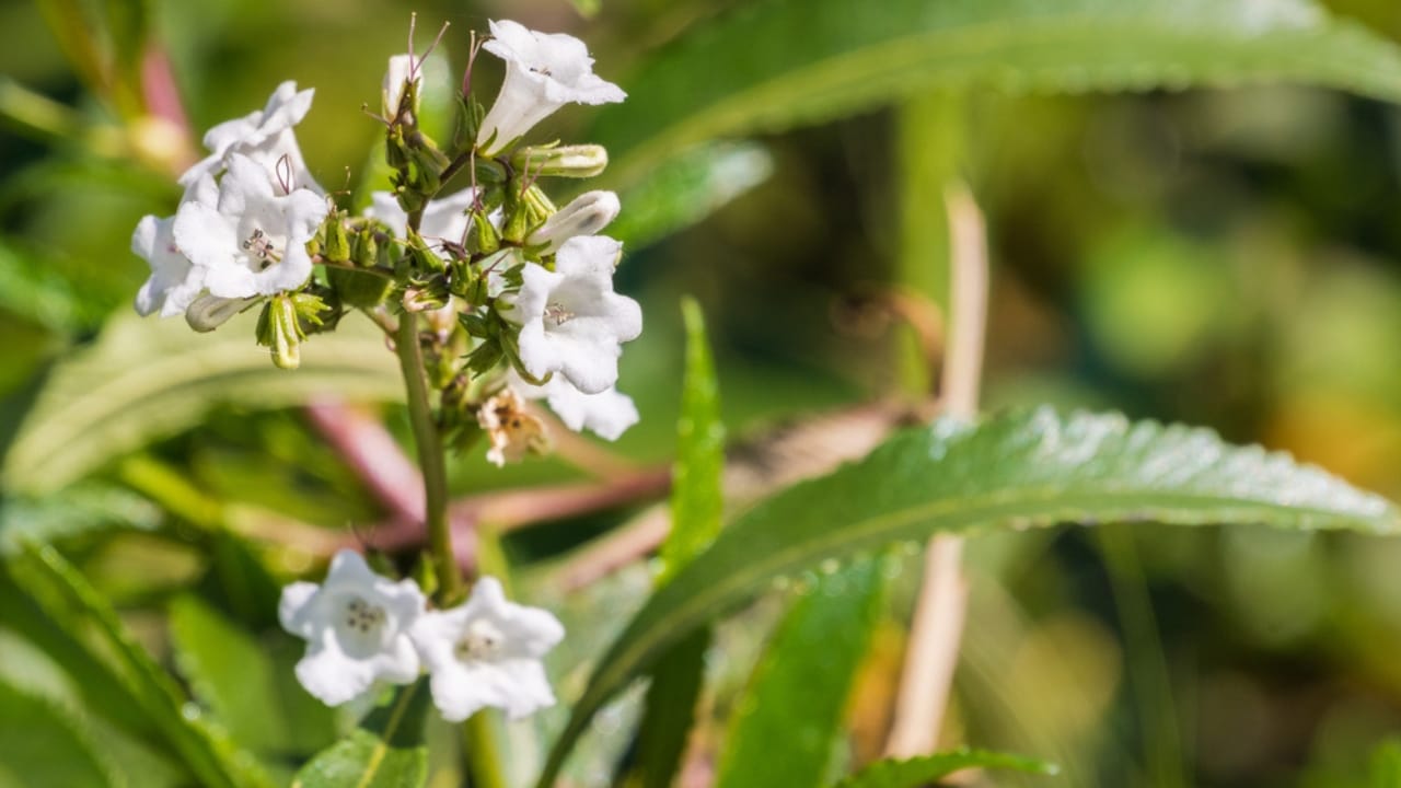 13 Plants with Deep Spiritual Meaning in Native American Cultures - Yerba Santa or Eriodictyon californicum ss633794078