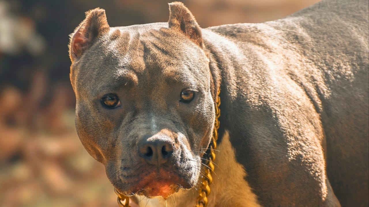 10 Eye-Catching American Bully Colors: From Classic to Rare Hues - america bully dog ss2427193655