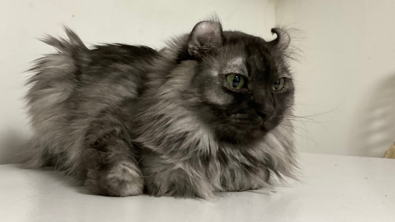 Curled Ears, Straight-Up Charm, The American Curl Might Be Your Purrfect Match - american curl cat black smoke ss2459622143