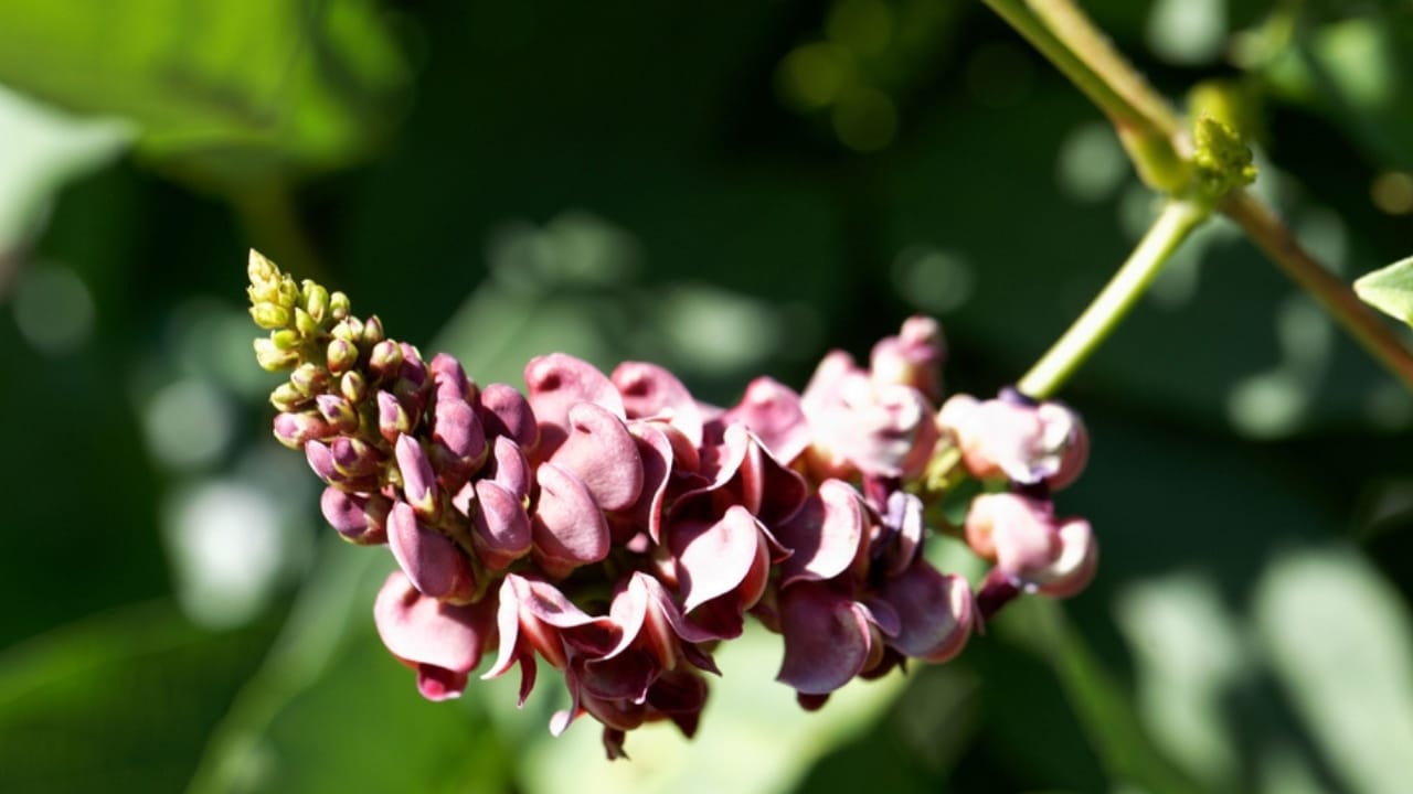 17 Native U.S. Plants That Can Be Lifesavers in a Survival Garden - american groundnut plant dp520808114