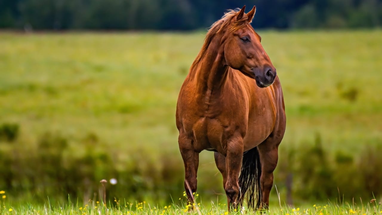 50+ Horse Terms & Slang Every Equestrian Should Know - american quarter horse dp650594446