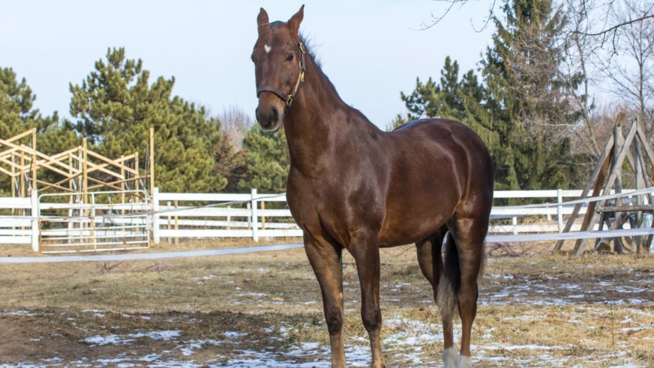 15 Enduring Horse Breeds with Lifespans as Strong as Their Spirit - american saddlebred dp30009267