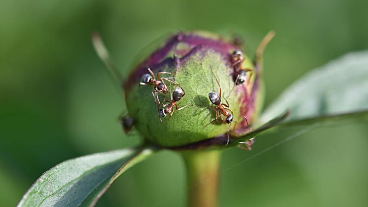 Fall Is the Perfect Time to Move Your Peonies - ants crawl on peony bud garden pests ss2170105399