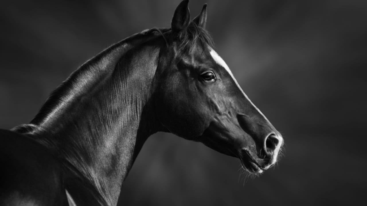 50+ Horse Terms & Slang Every Equestrian Should Know - arabian horse dp14005775