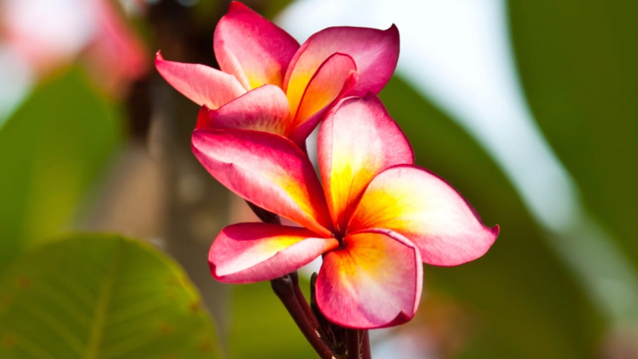 Plumeria Plant Perfection: How to Grow & Care for the Elegant Frangipani Tree - beautifull plumeria flower dp33583713