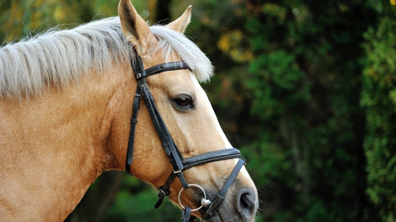 15 Horse Terms to Know Before Grabbing the Reins for the First Time - bitting horse dp174176690