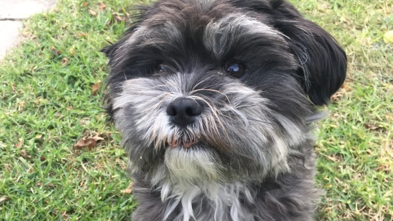 8 Rare Maltese Colors & Patterns You’ve Probably Never Heard Of - black and white Maltese dog wc