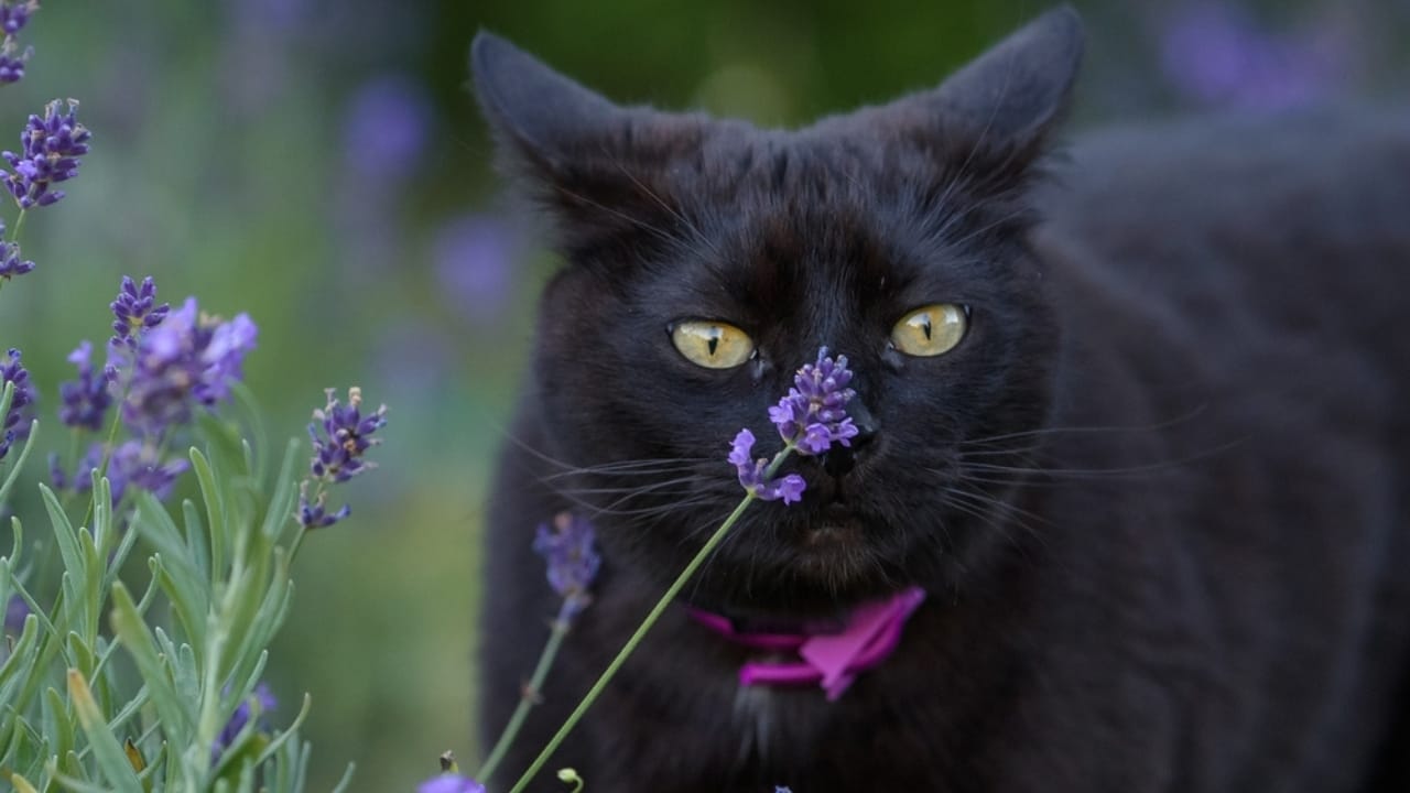 Lavender and Cats: Is It Safe? What Every Pet Owner Should Know - black cat sniffing lavender flowers ss2488192857