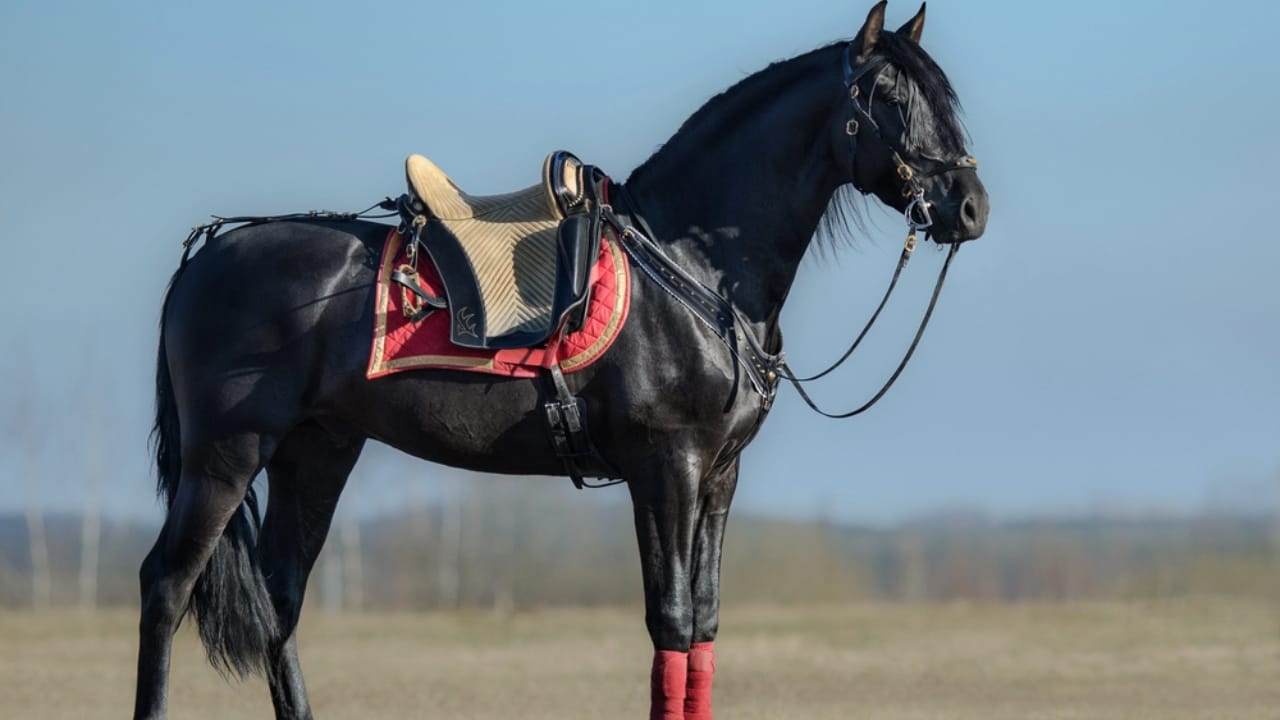 50+ Horse Terms & Slang Every Equestrian Should Know - black spanish horse with saddle dp213067850