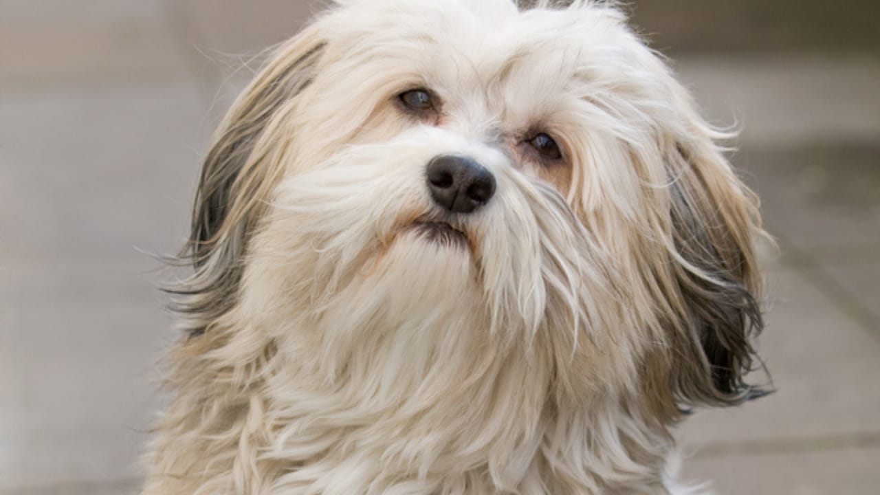8 Rare Maltese Colors & Patterns You’ve Probably Never Heard Of - brindle maltese dog dp337095560