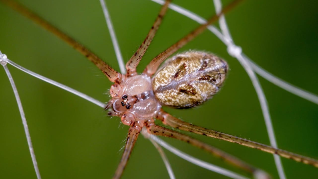 How to Identify a Brown Recluse Spider & Its Web Before It’s Too Late - brown recluse spider ss1087379966