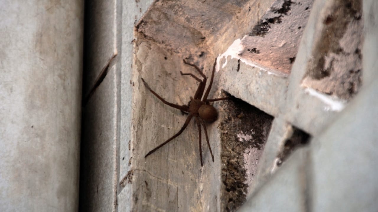 How to Identify a Brown Recluse Spider & Its Web Before It’s Too Late - brown recluse spider ss2410666825