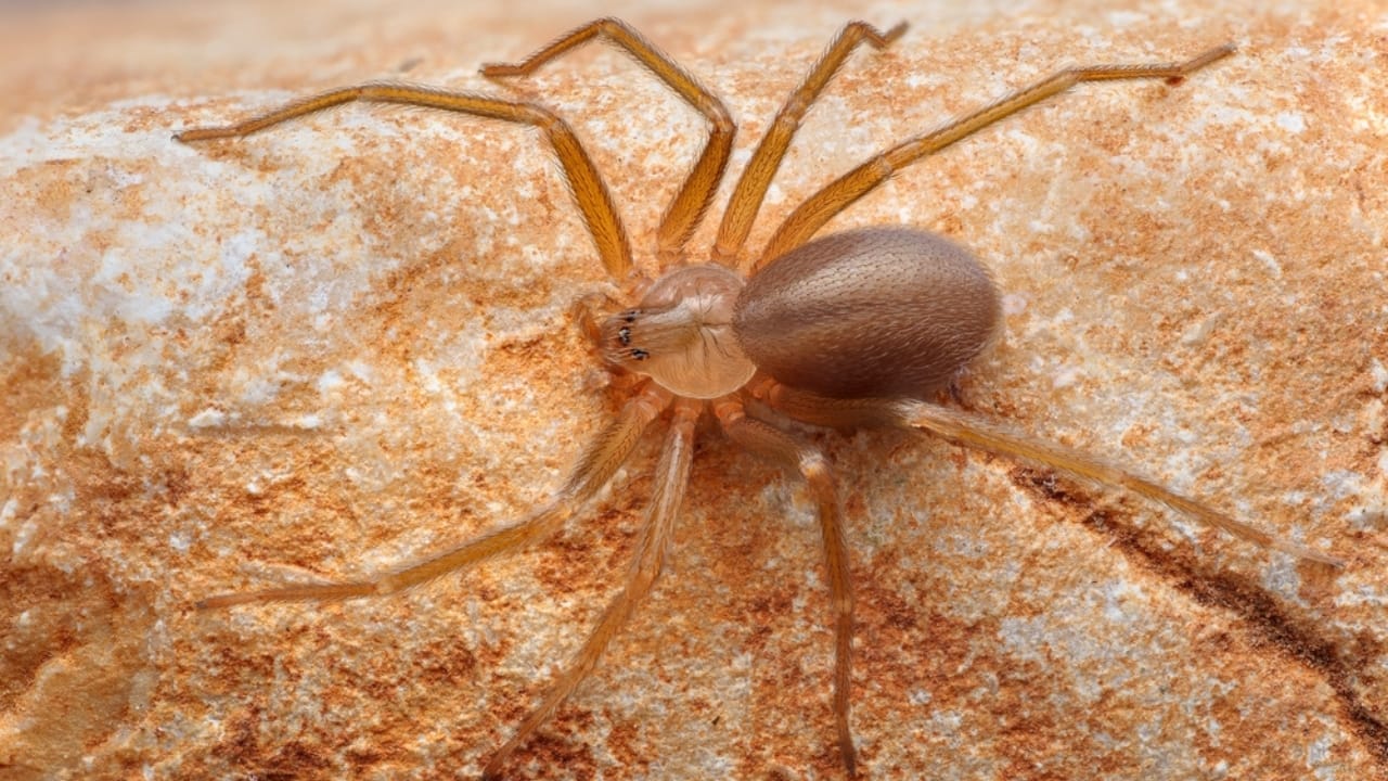 How to Identify a Brown Recluse Spider & Its Web Before It’s Too Late - brown recluse spider ss2504127393