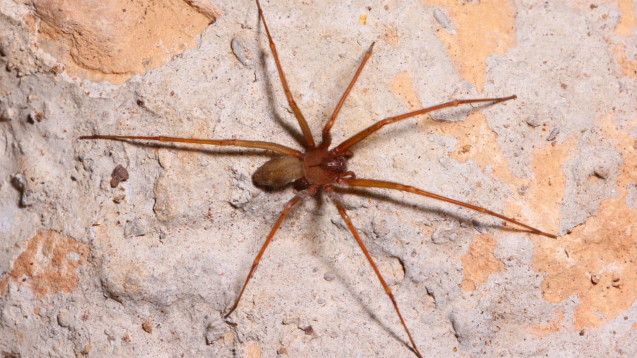 How to Identify a Brown Recluse Spider & Its Web Before It’s Too Late - brown recluse spider ss636254738