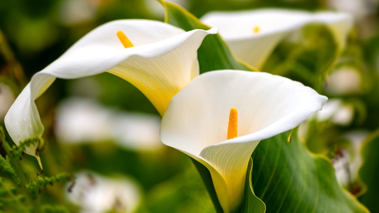 The Secret to Enjoying Calla Lily Blooms All Summer Long - calla lily bloom ss2467821849