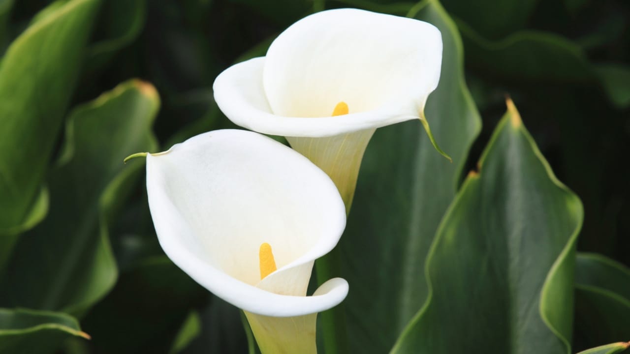 The Secret to Enjoying Calla Lily Blooms All Summer Long - calla lily bloom ss784141075