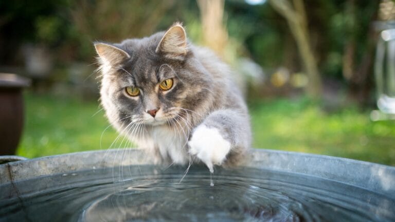 View of Most People Get It Wrong About Cats & Water—Here’s What's True