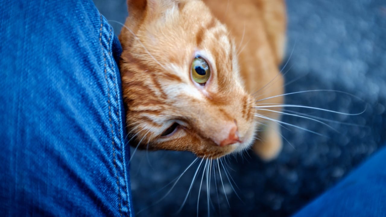 10 Reasons Why Your Cat Head Bumps You