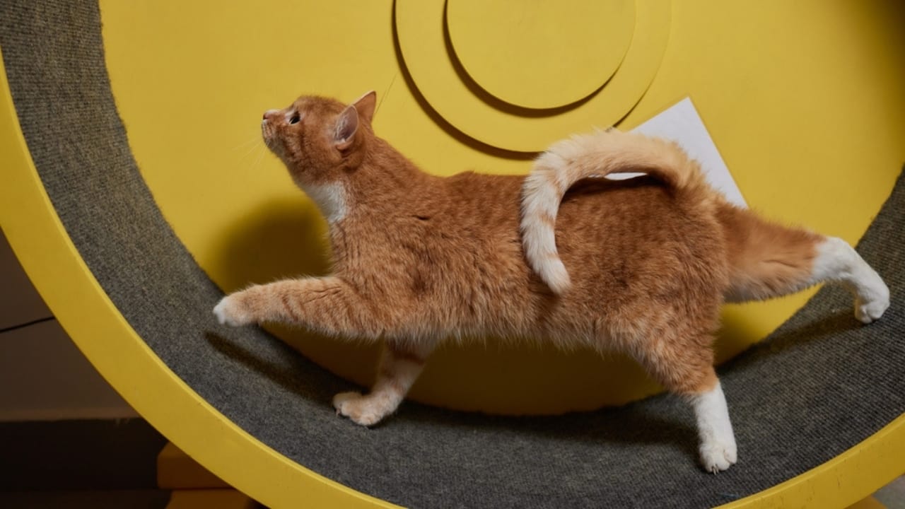 Meet the 16 Strongest Cat Breeds on the Planet -