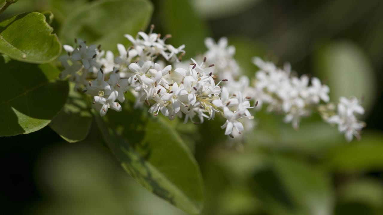 15 Destructive Plants That Can Wreak Havoc on Your Property - chinese privet dp302572854