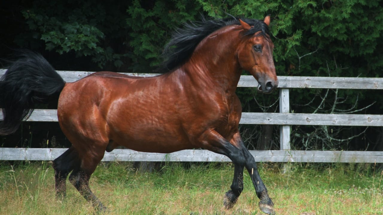 15 of the Rarest Horse Breeds You’ll Ever Encounter - cleveland bay horse ss1369006682
