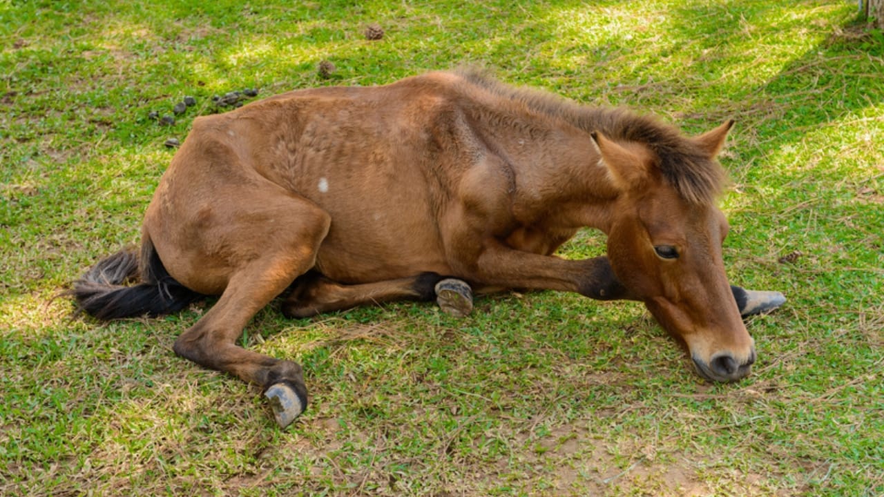 15 Horse Terms to Know Before Grabbing the Reins for the First Time - colic horse dp241614110